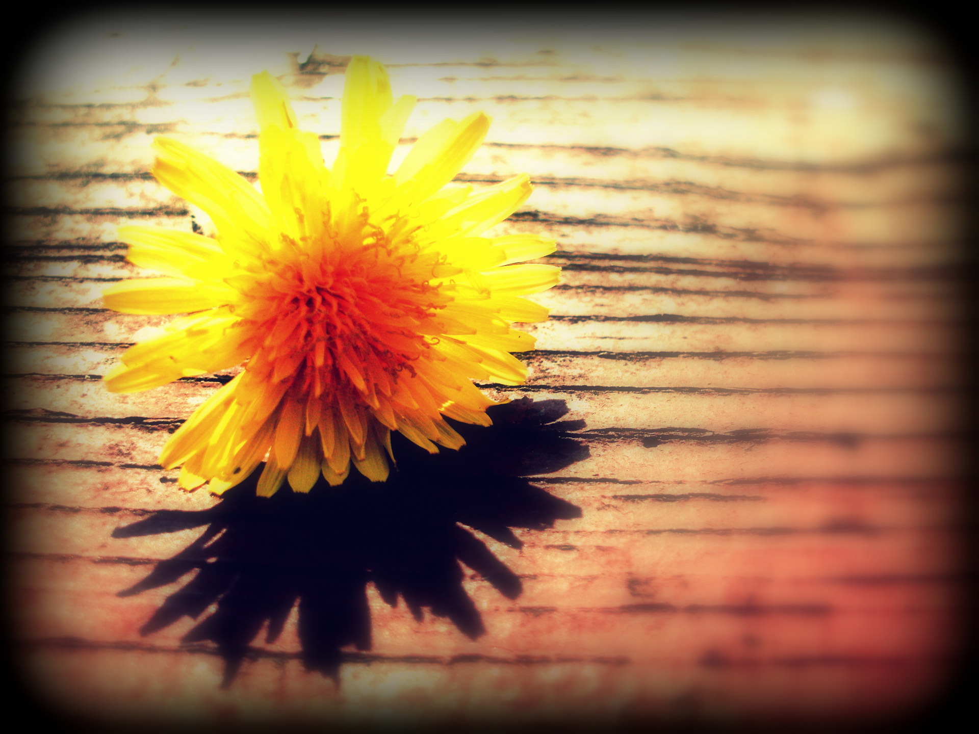 dandelion flower yellow free photo