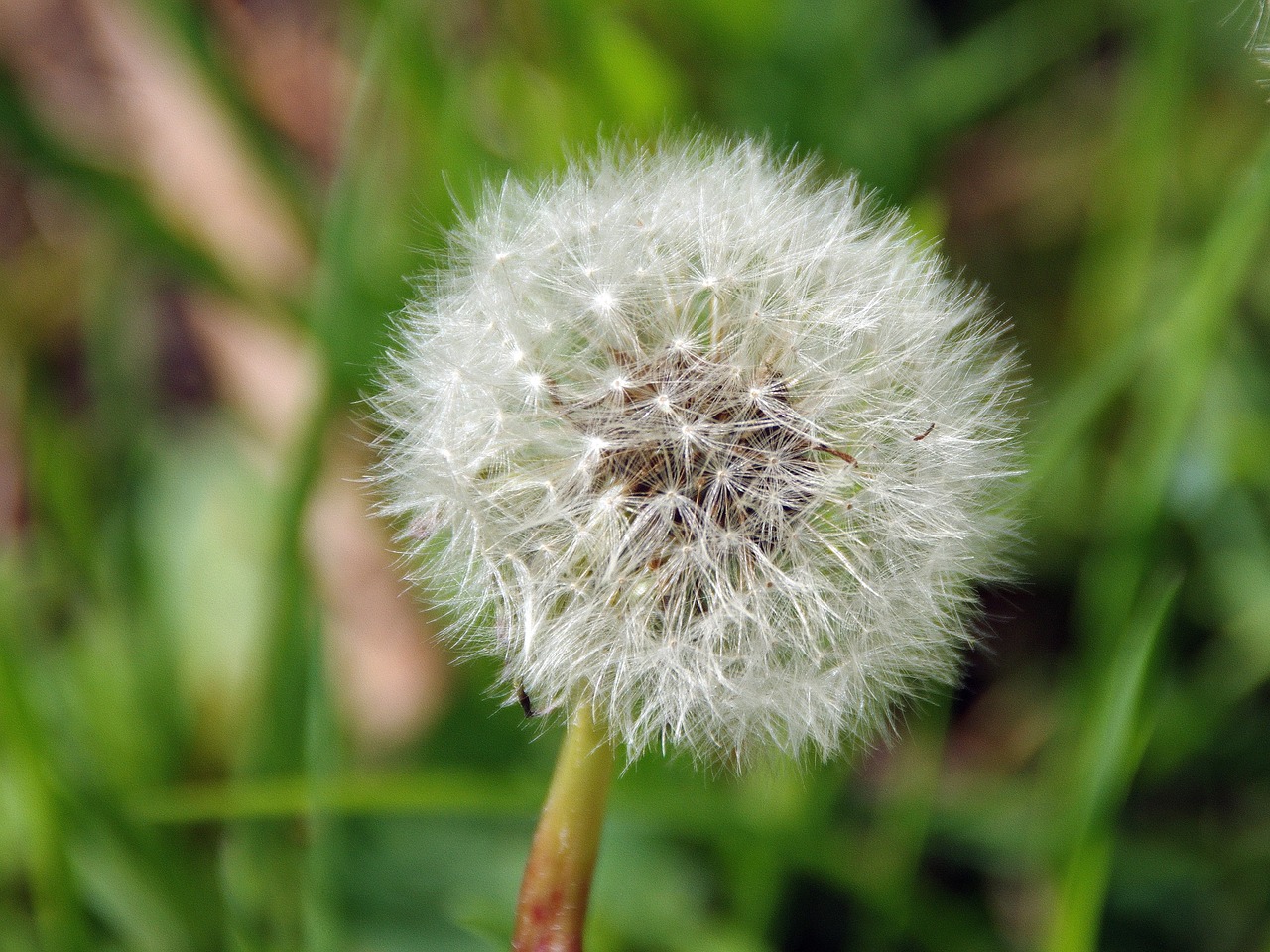 dandelion fruit umbel free photo