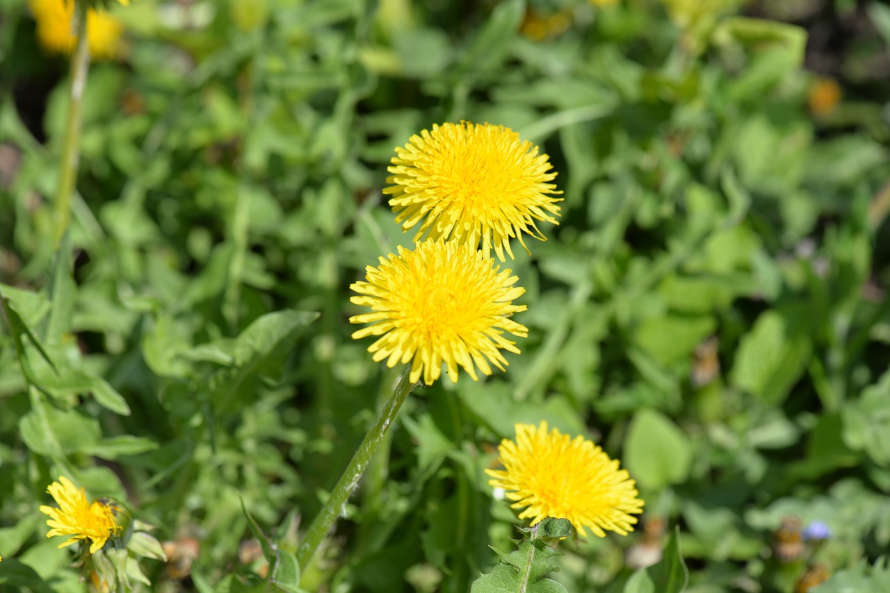 dandelion blossom bloom free photo