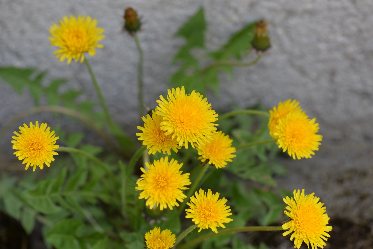 dandelion blossom bloom free photo