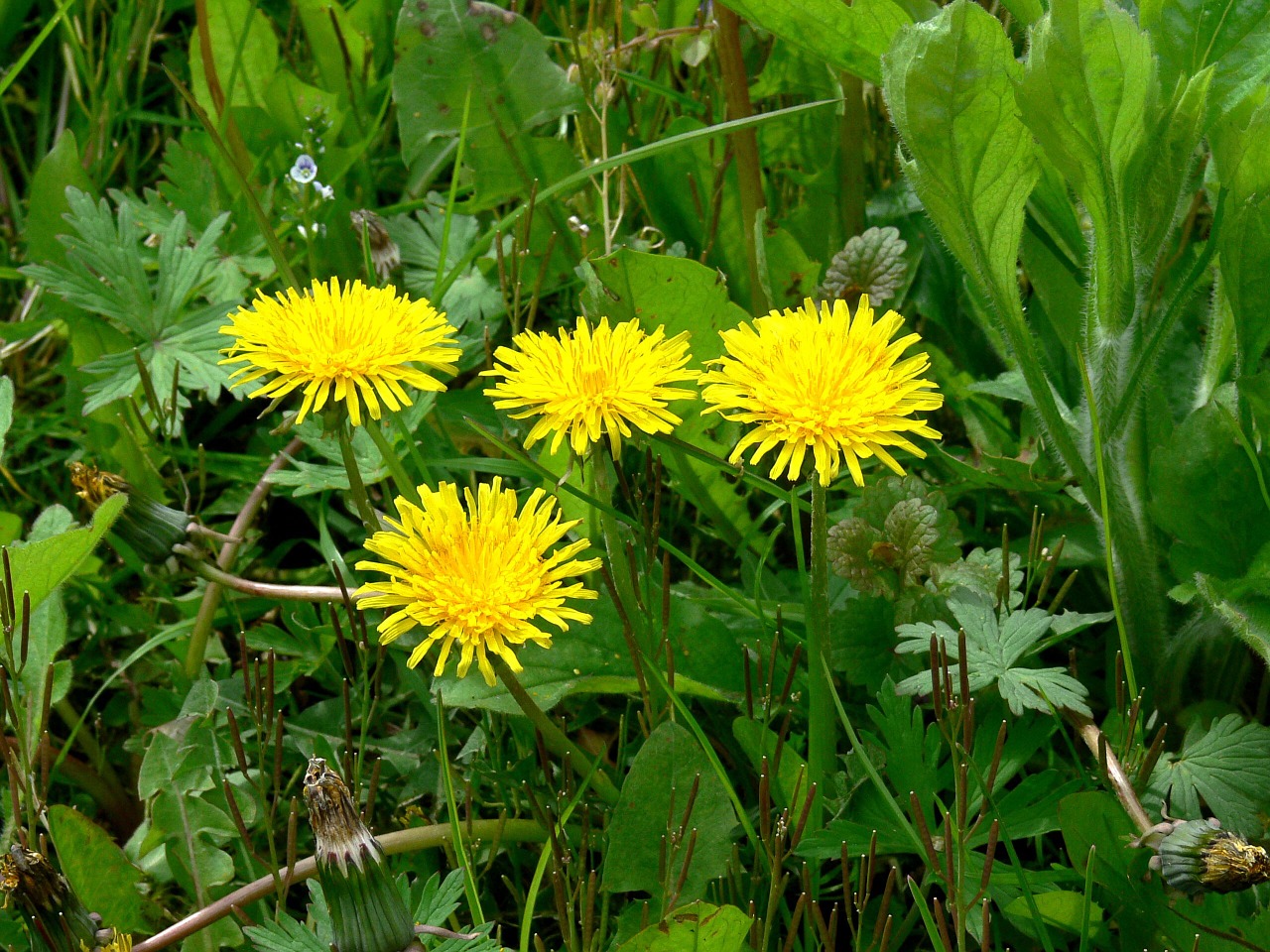 dandelion spring flowers agriculture free photo