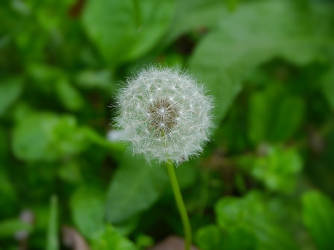 dandelion fluff flowers free photo