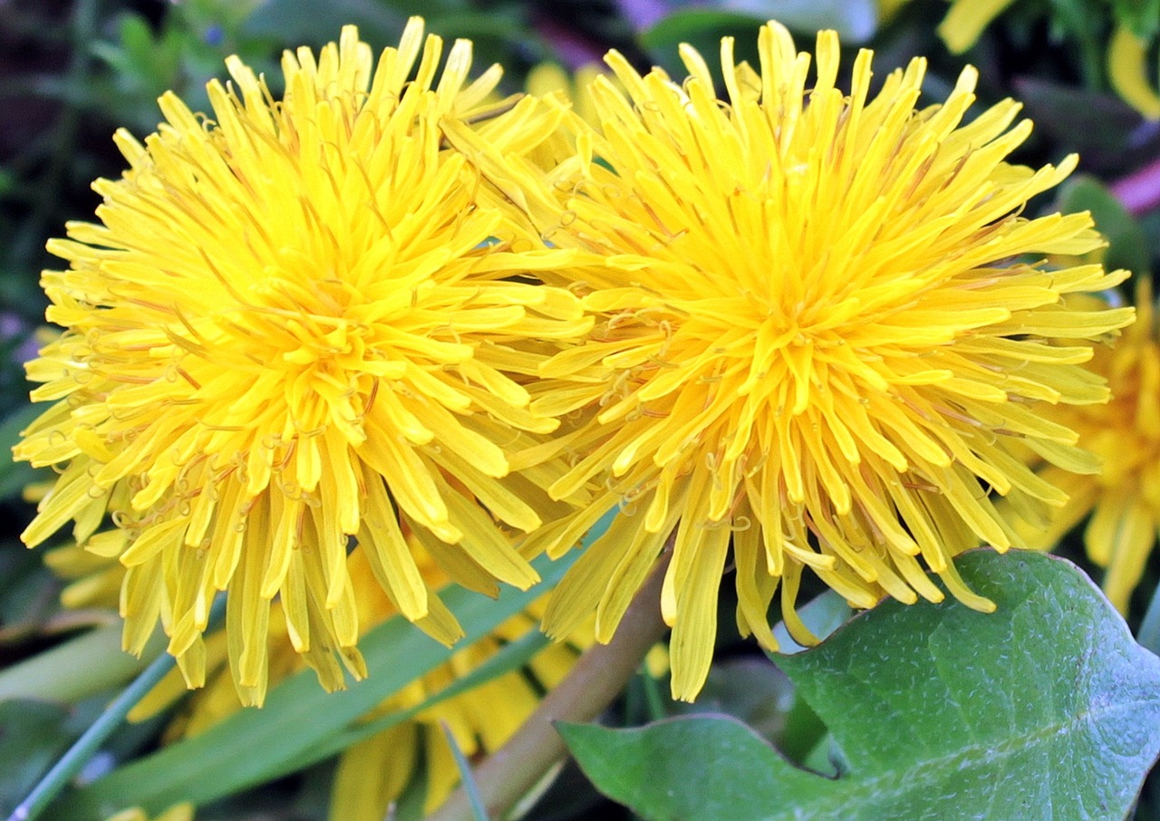 dandelion nature flower free photo