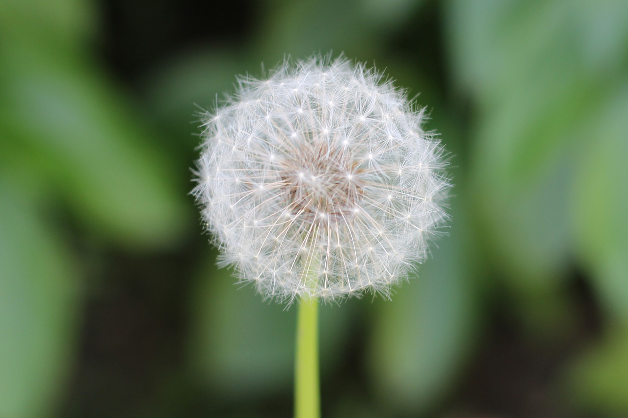 dandelion flower plant free photo