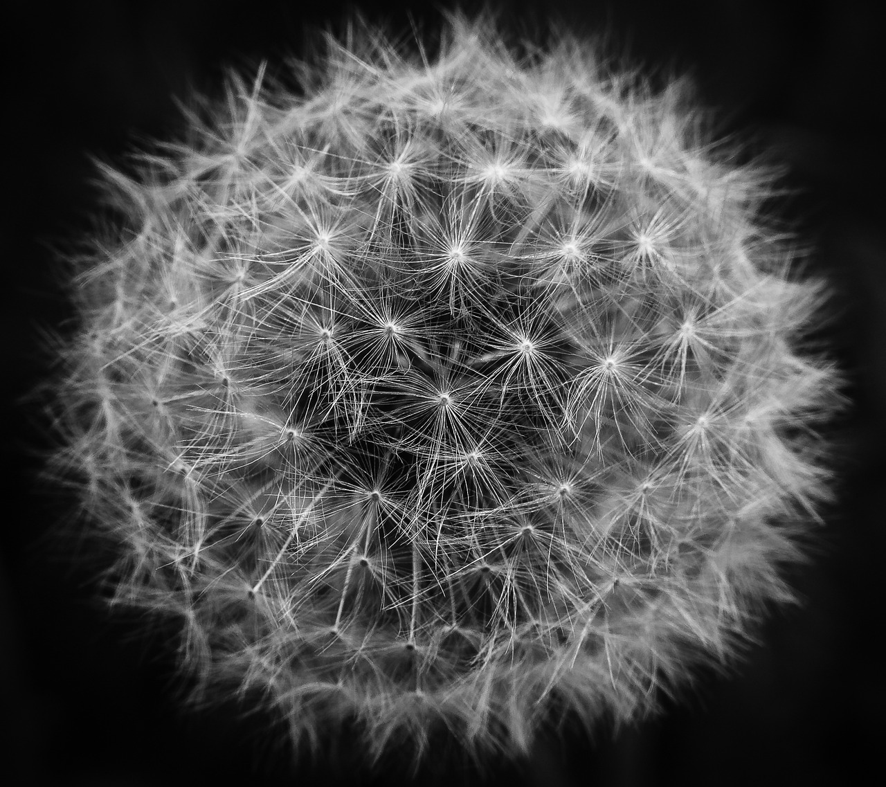 dandelion fibonacci abstract free photo