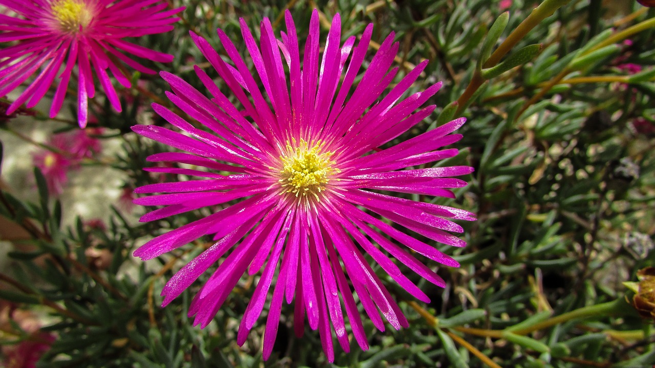 dandelion flower purple free photo