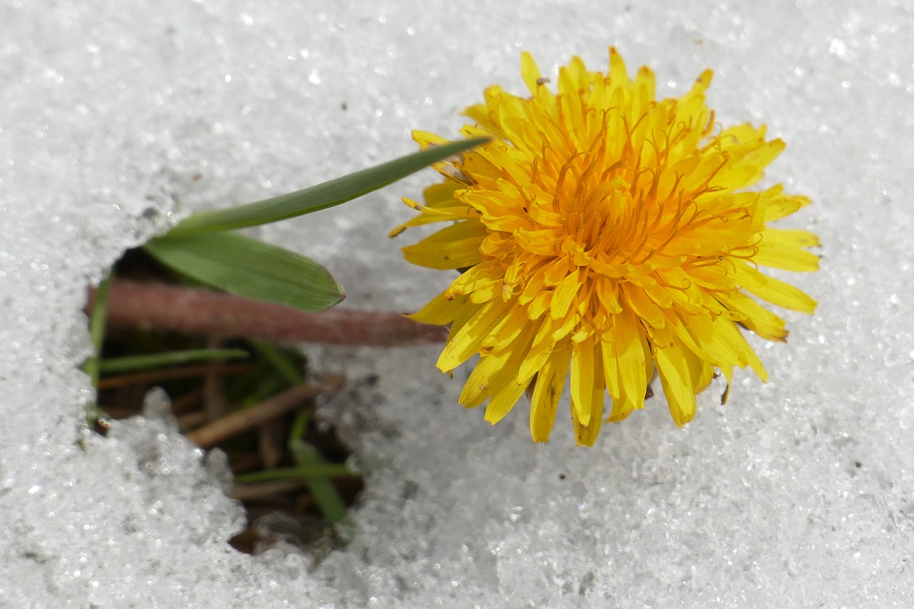 dandelion blossom bloom free photo