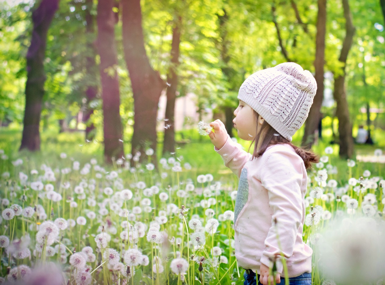 dandelion spring flower free photo