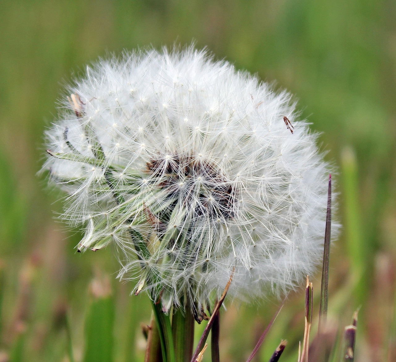 dandelion nature plant free photo