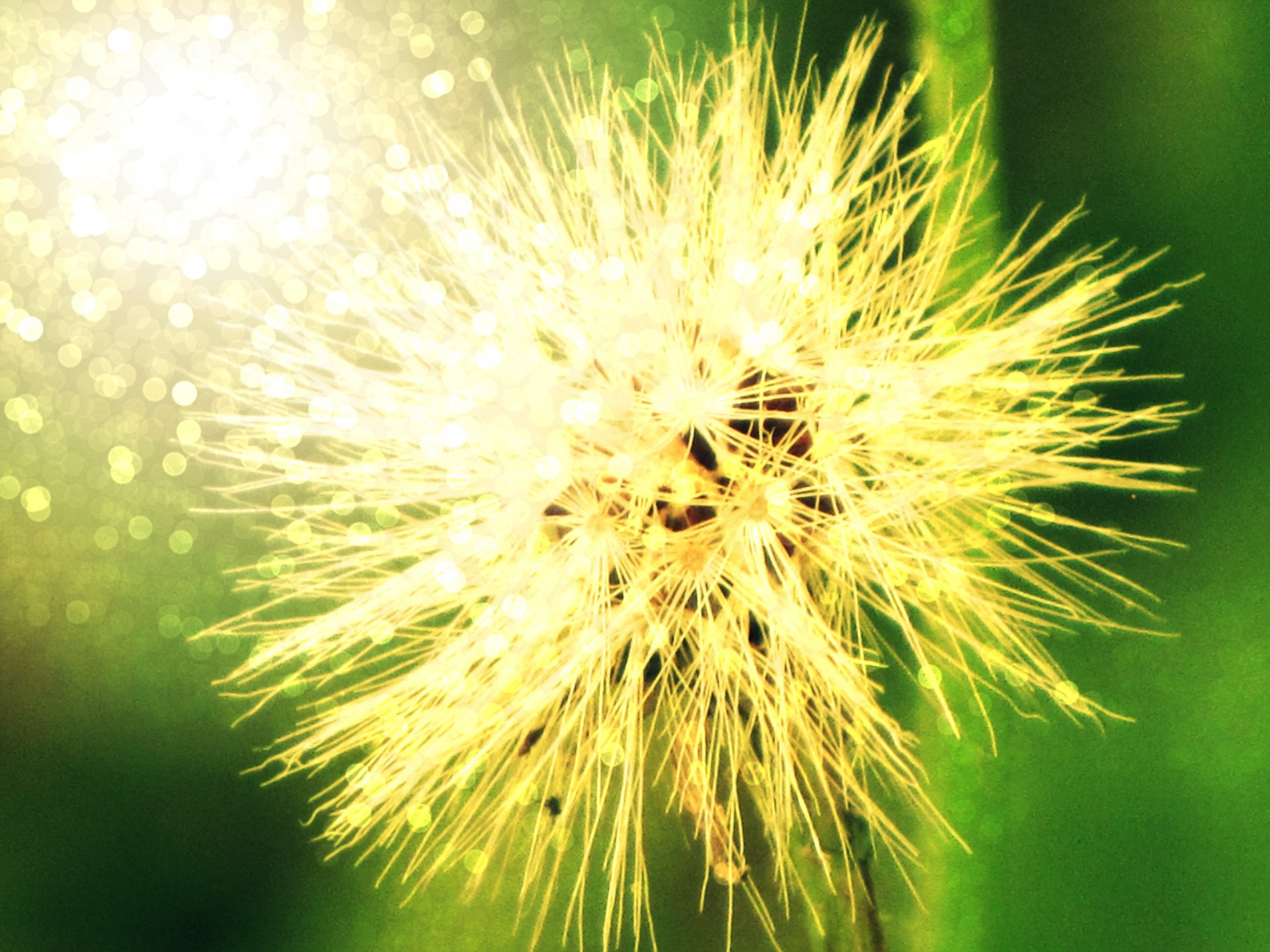 flower dandelion nature free photo