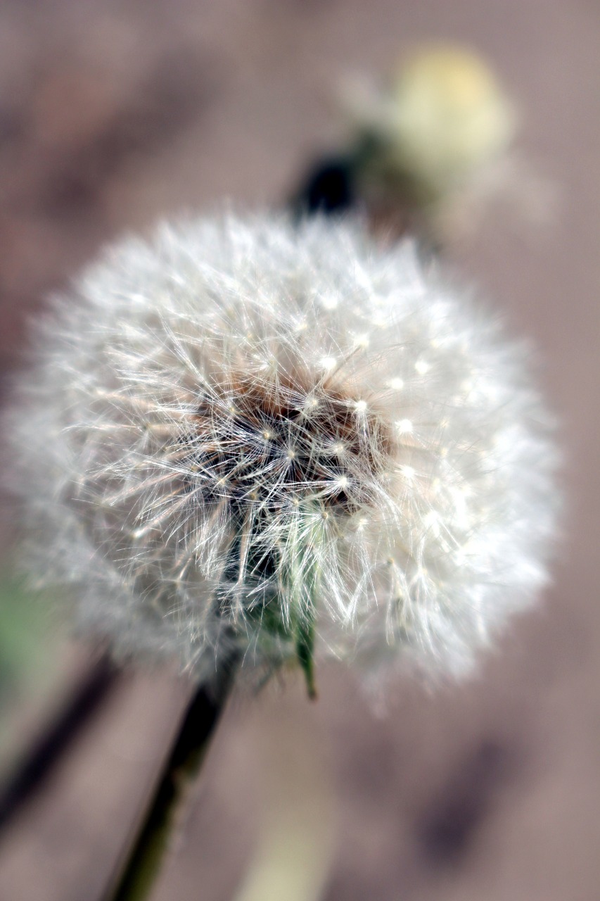 dandelion plant pointed flower free photo