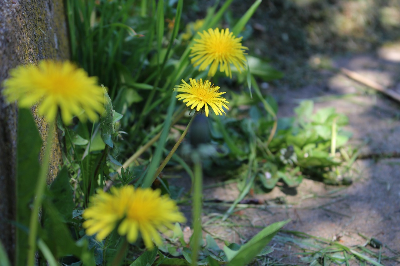 dandelion plant pointed flower free photo