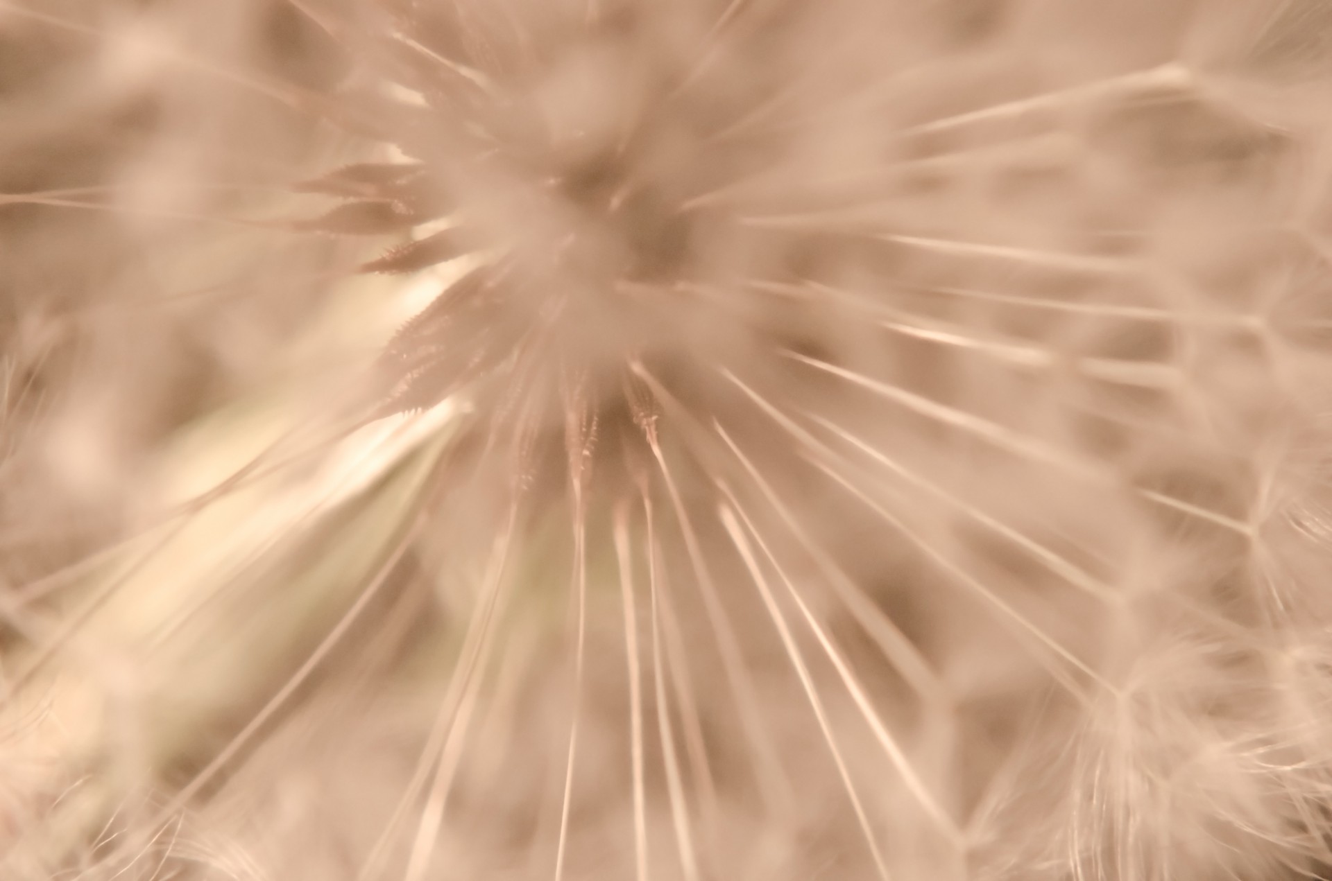 seed dandelion closeup free photo