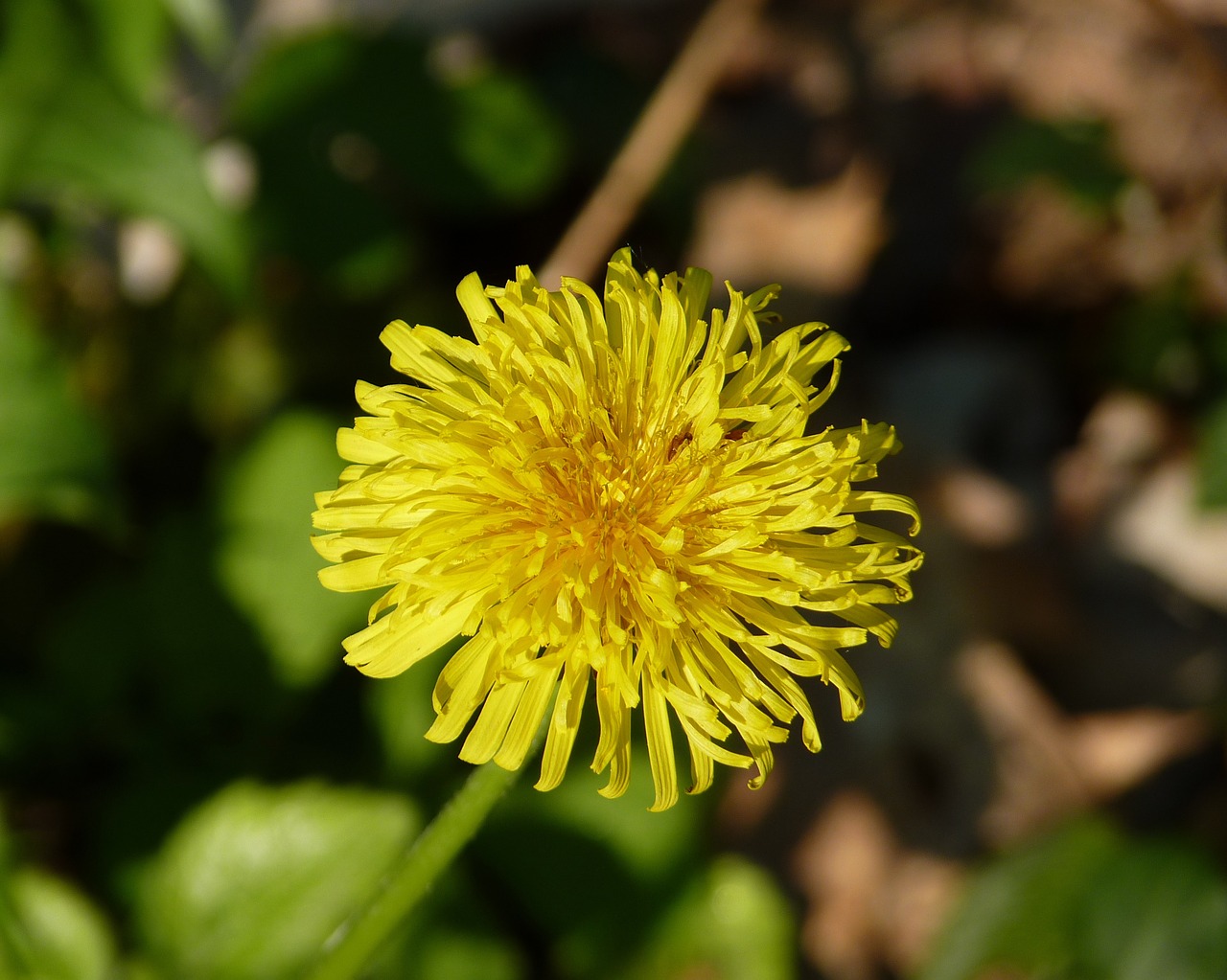 dandelion flower yellow free photo