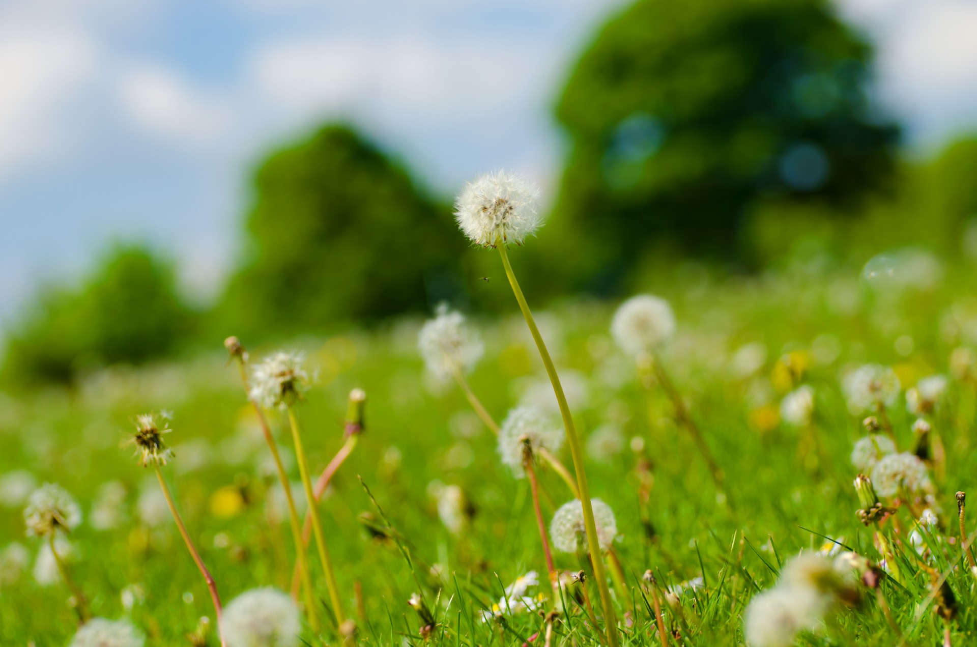 dandelion flower macro free photo