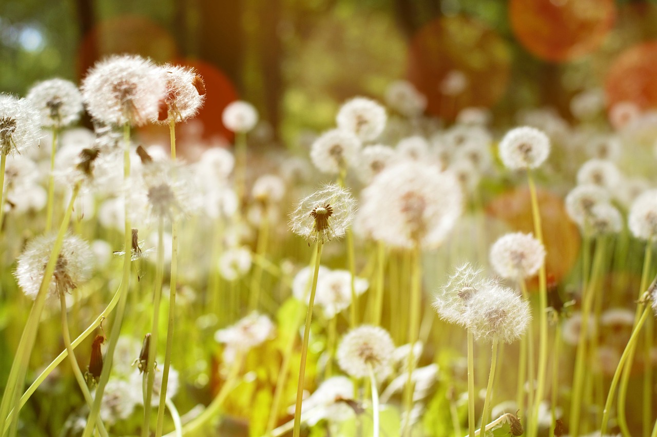 dandelion nature spring free photo