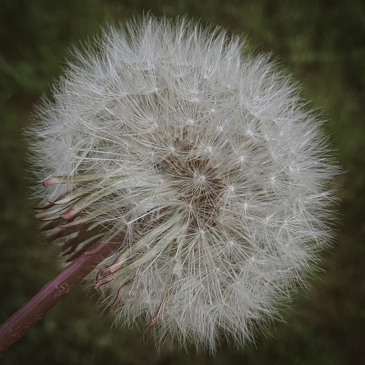 dandelion spring nature free photo