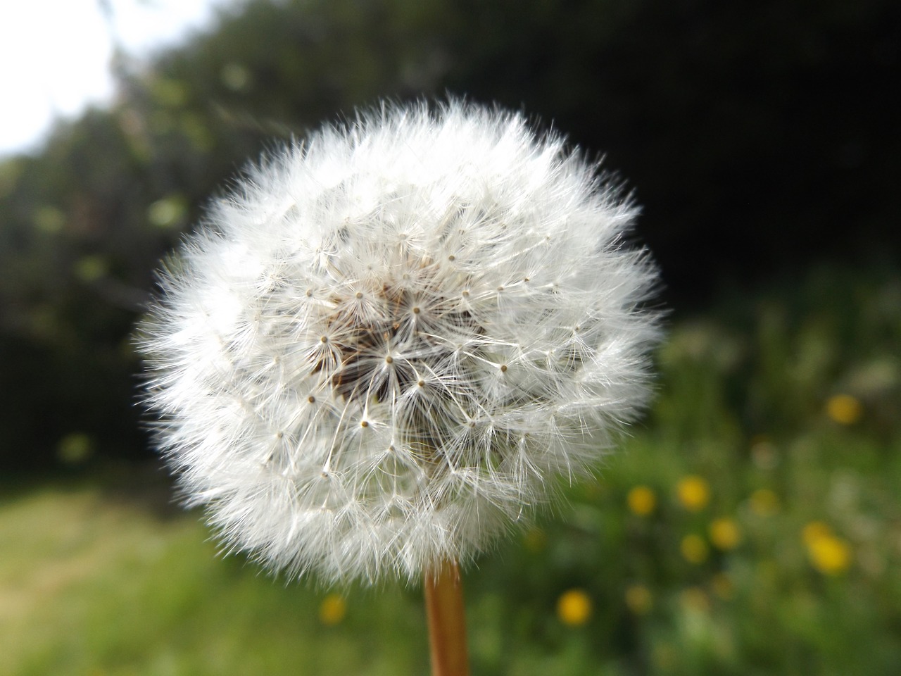 dandelion flowers white free photo