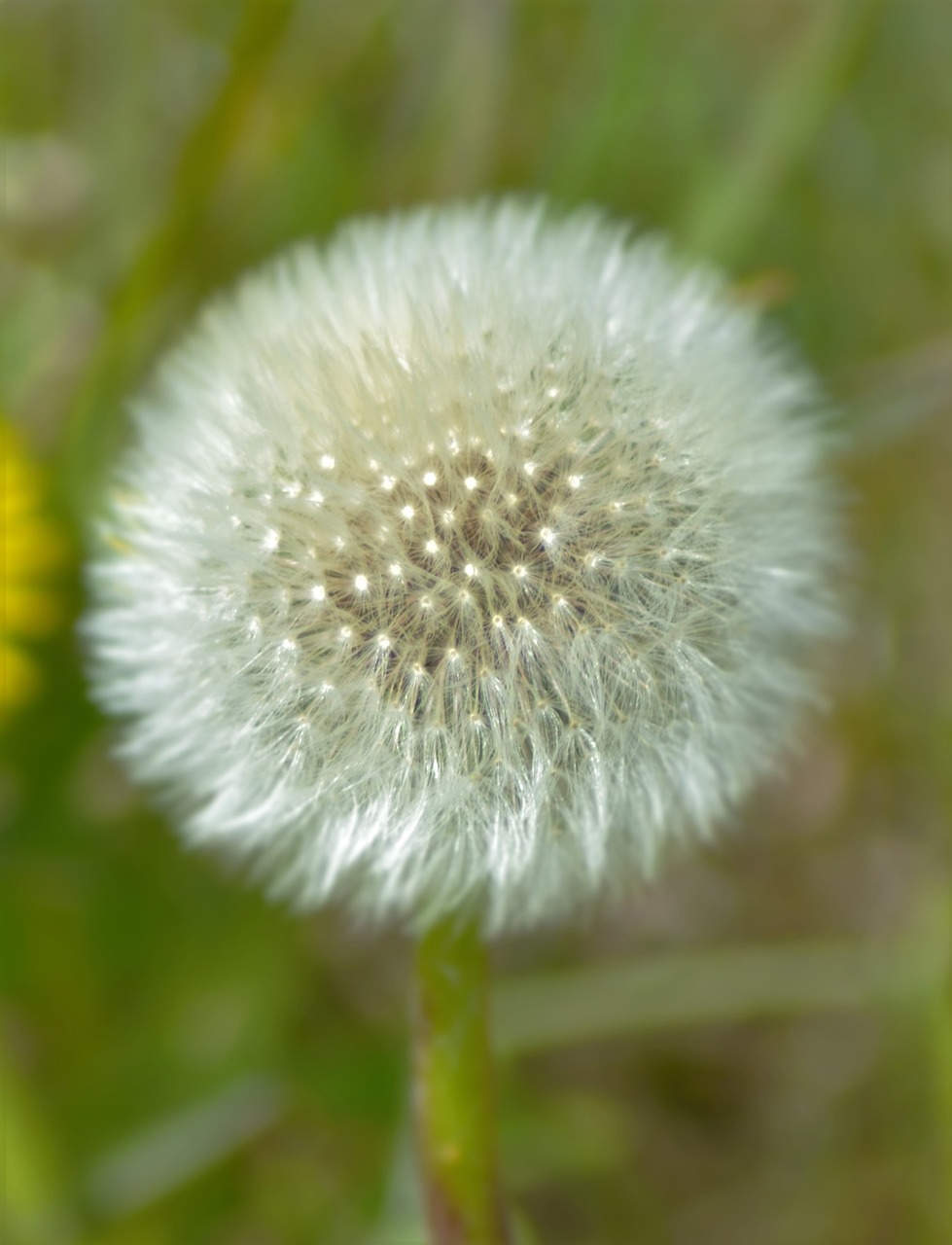 dandelion spring plant free photo