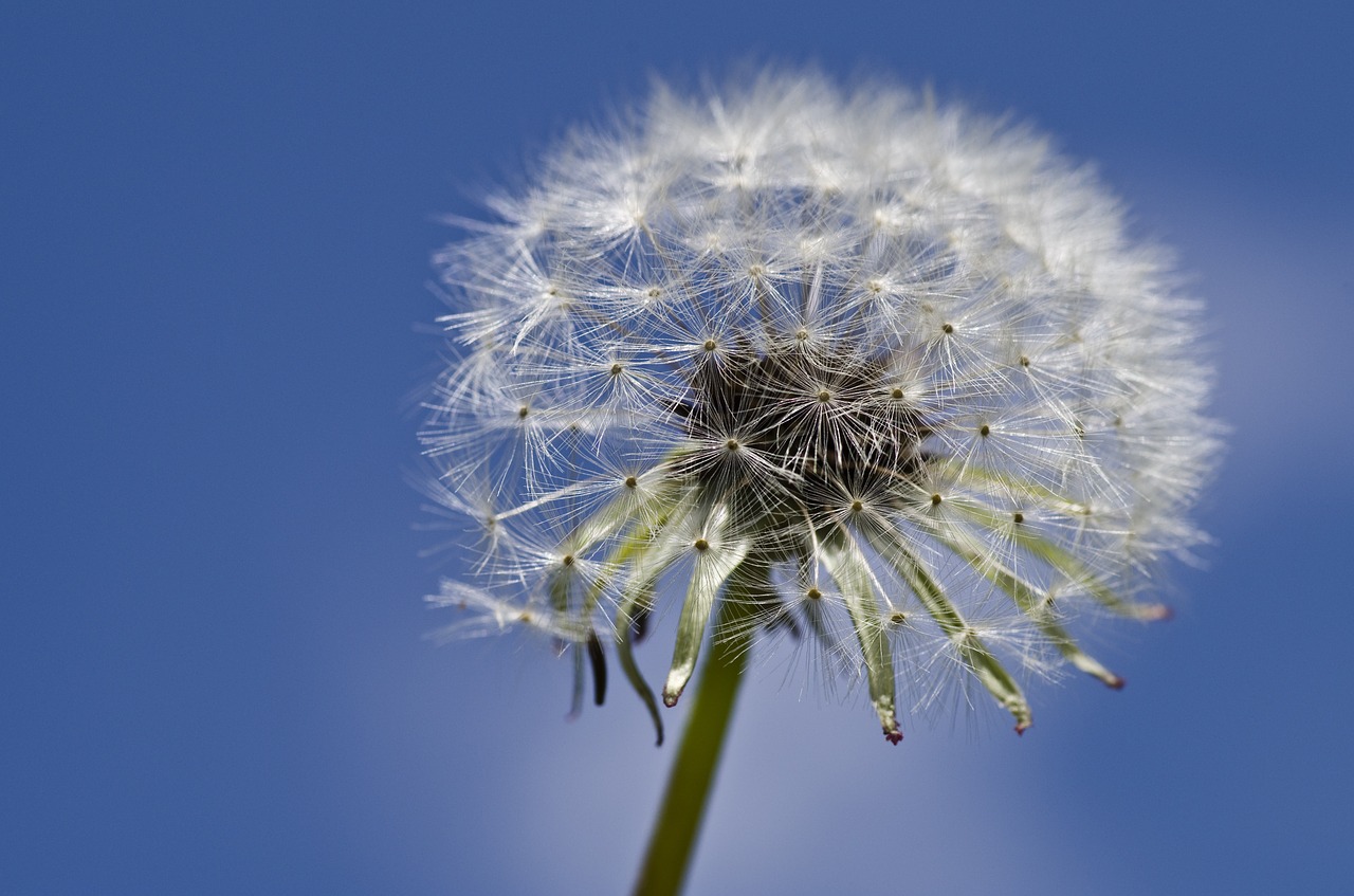 dandelion close spring free photo