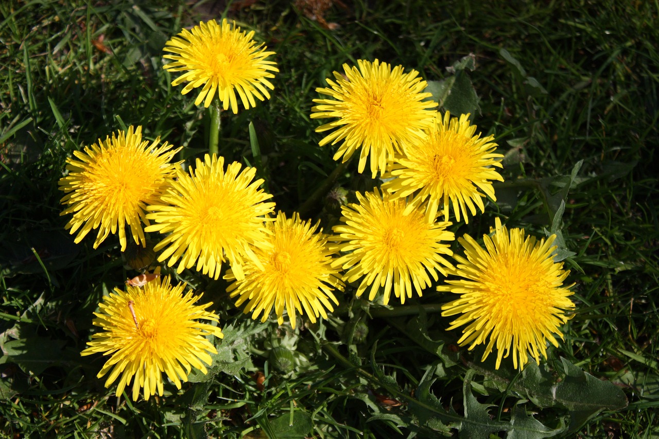 dandelion flowers yellow free photo