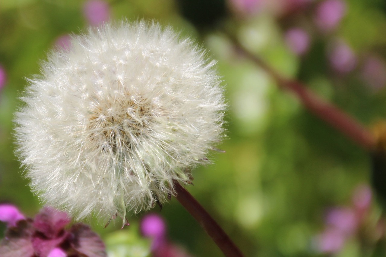 dandelion seeds nature free photo