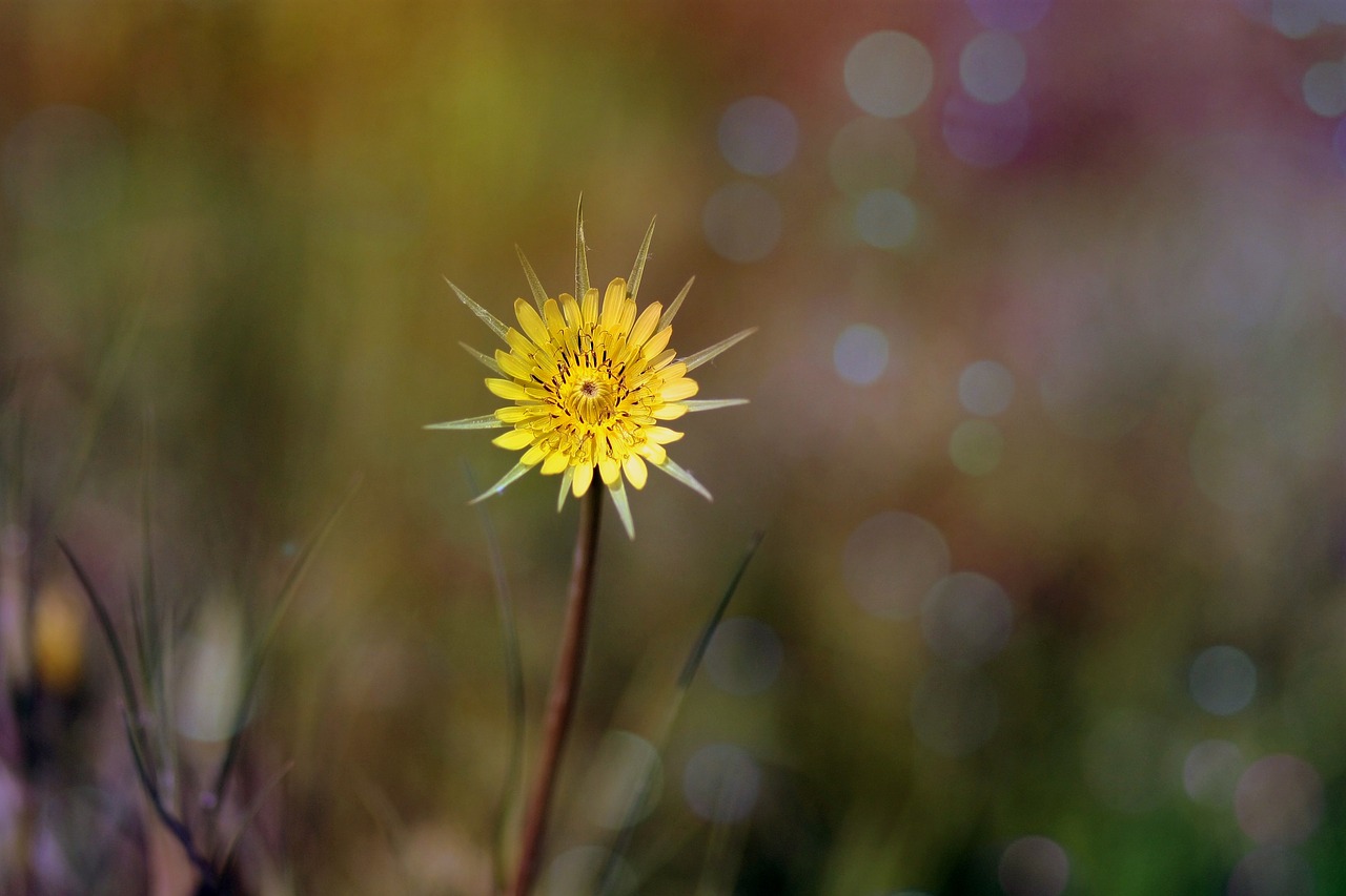 dandelion yellow flower free photo