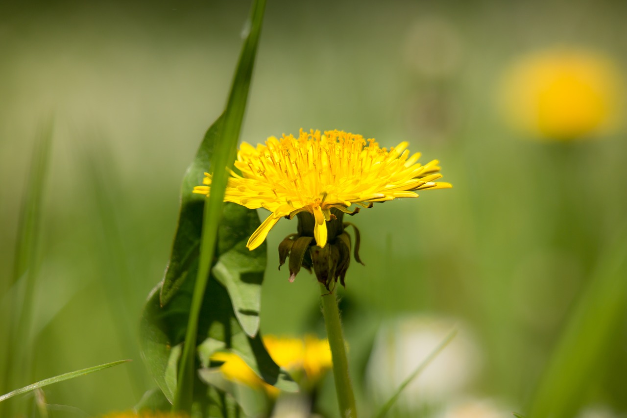 dandelion yellow flower free photo