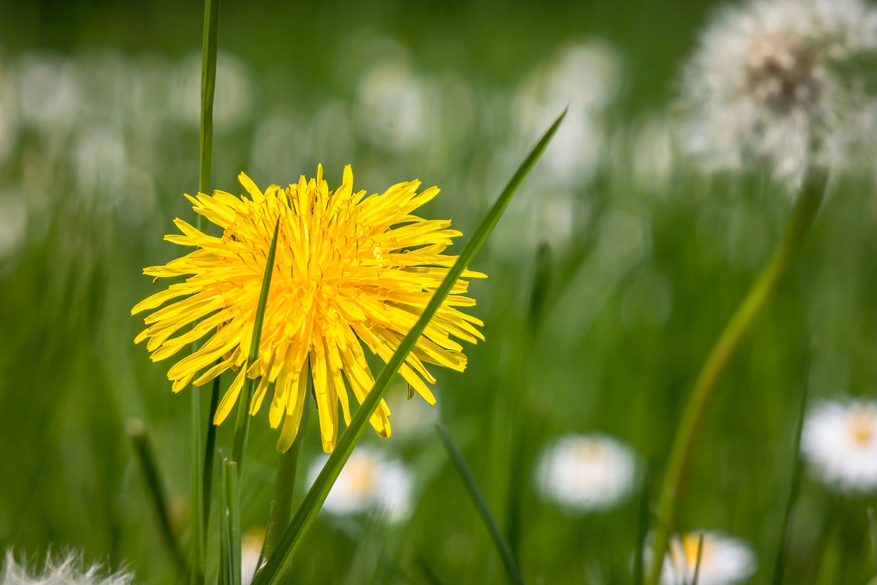 dandelion yellow flower free photo