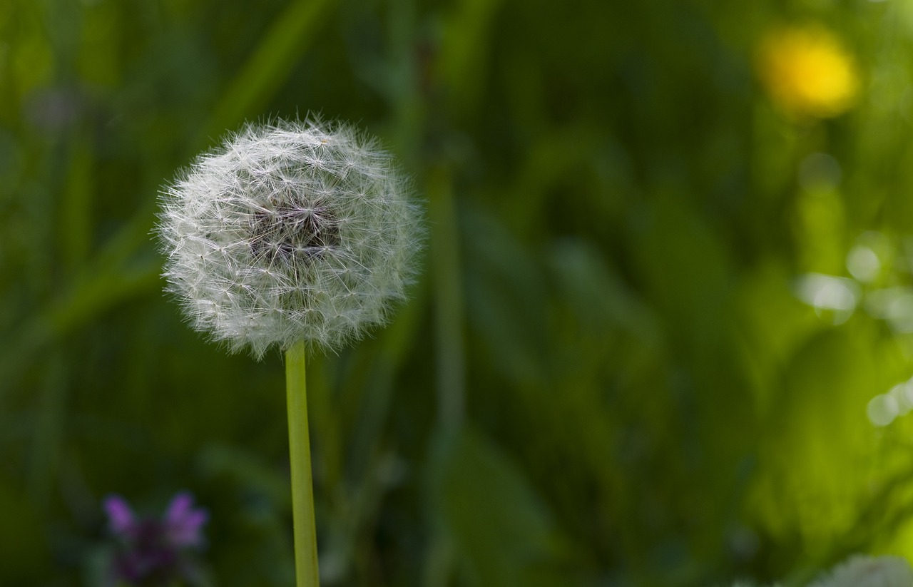 dandelion flower meadow meadow free photo