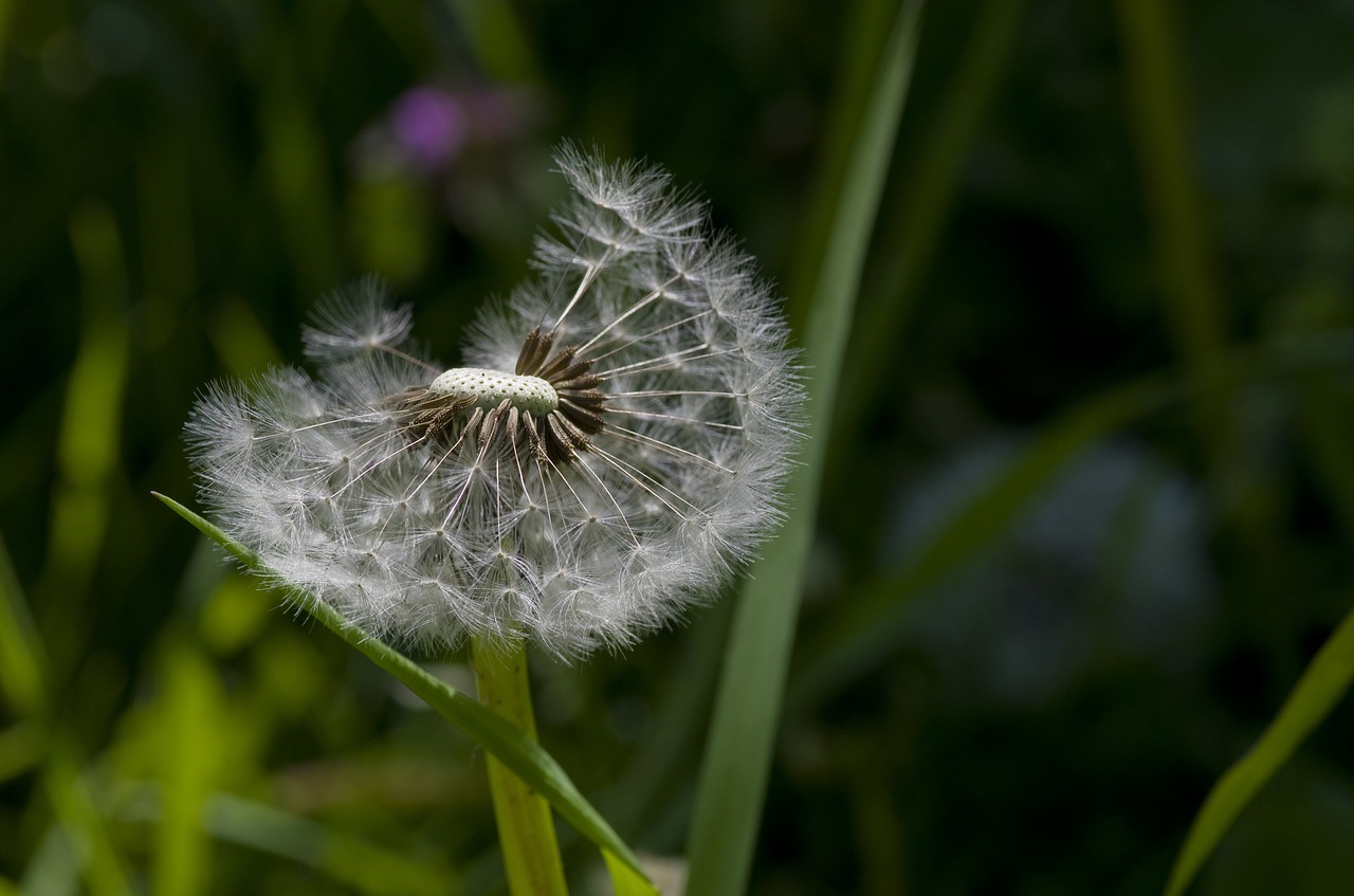 dandelion flower meadow meadow free photo