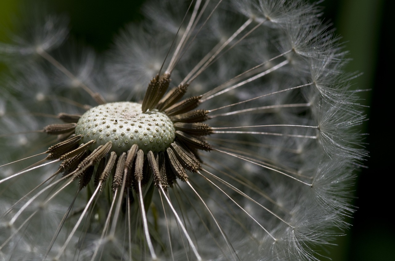 dandelion flower meadow meadow free photo