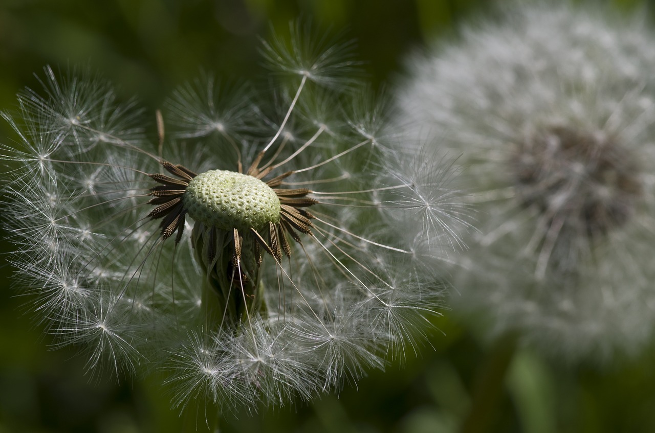 dandelion flower meadow meadow free photo