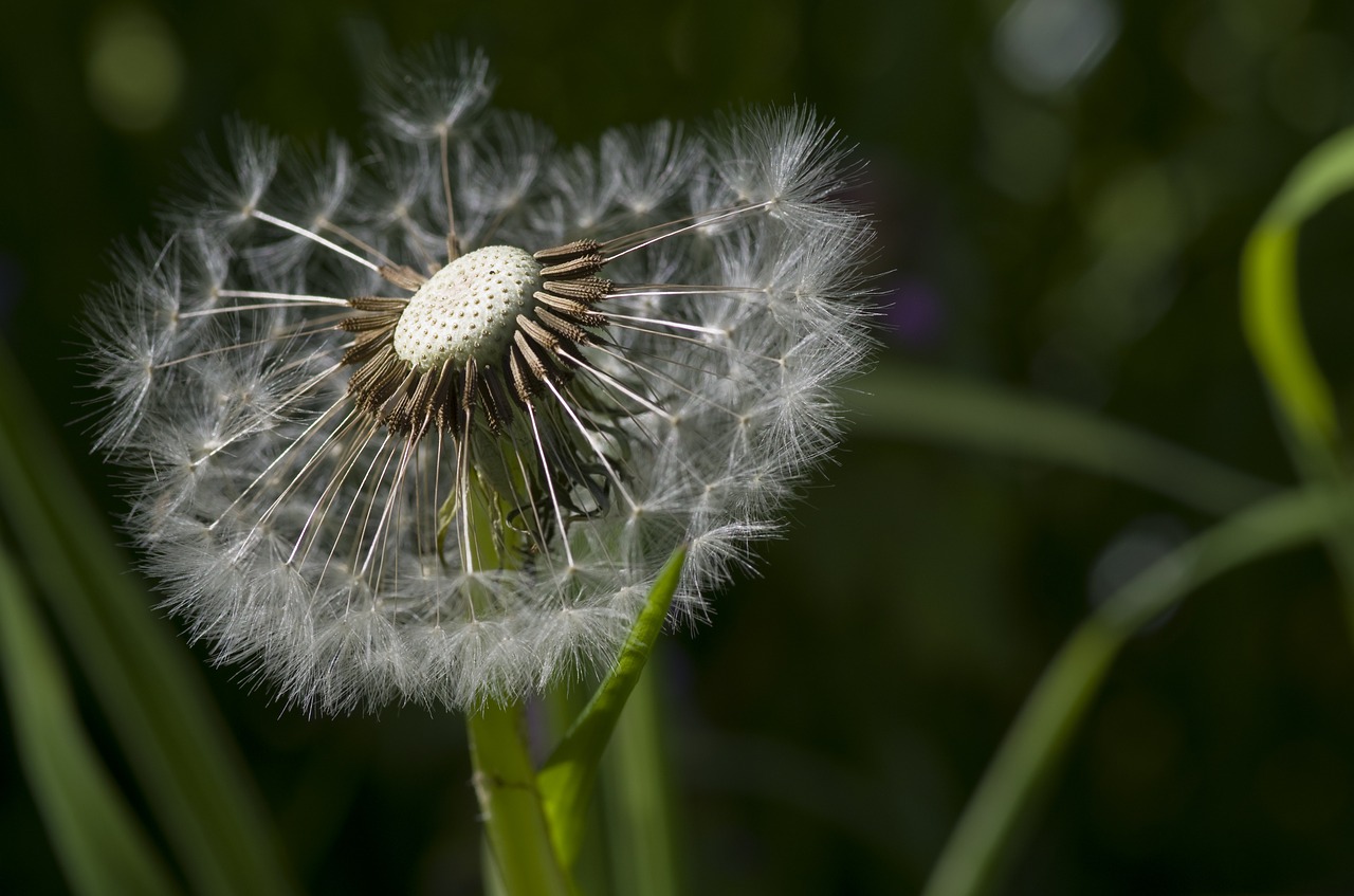 dandelion flower meadow meadow free photo