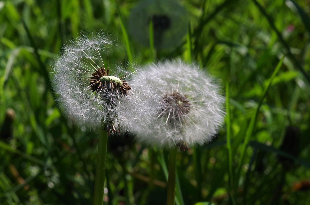 dandelion flower meadow meadow free photo