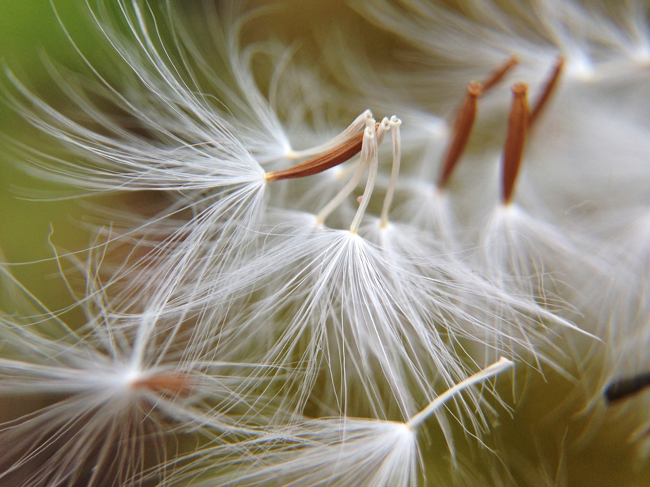 dandelion flowers light free photo