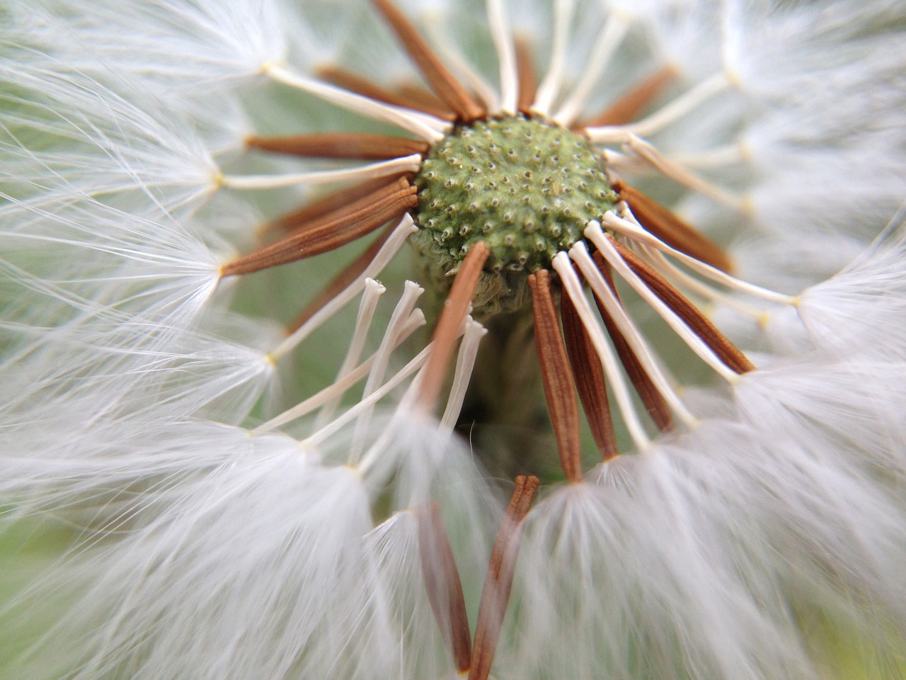 dandelion nature light free photo