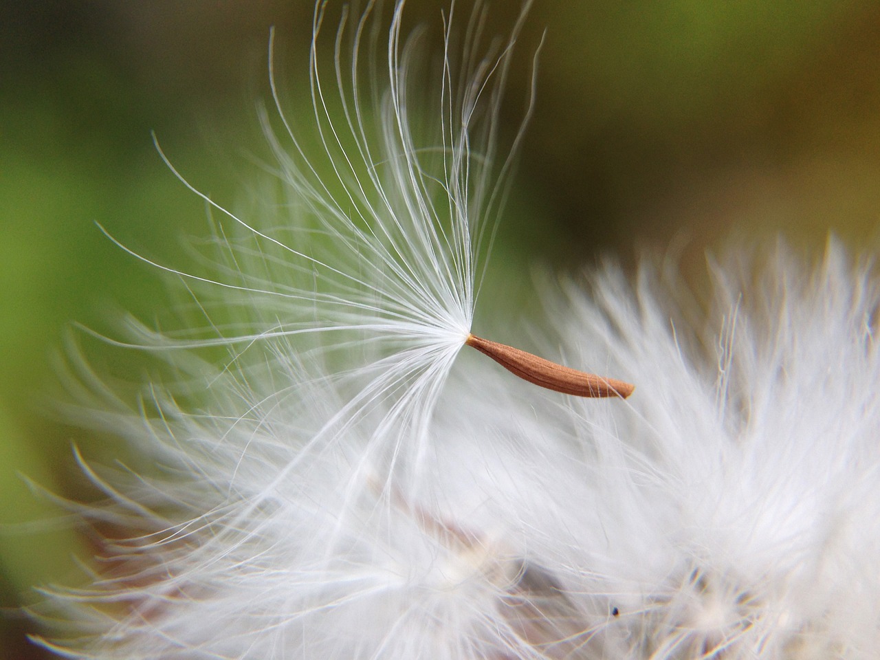 dandelion nature light free photo