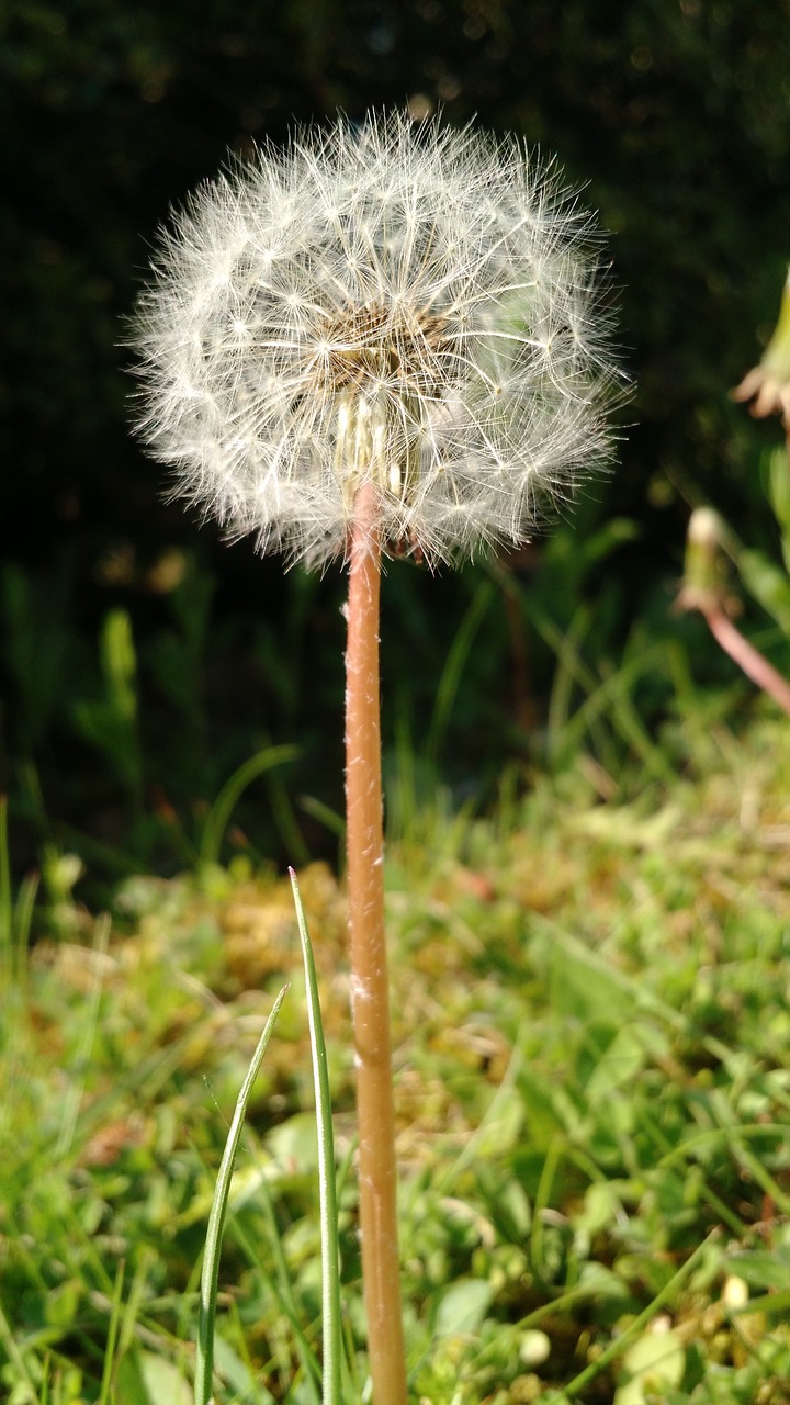 dandelion meadow plant free photo