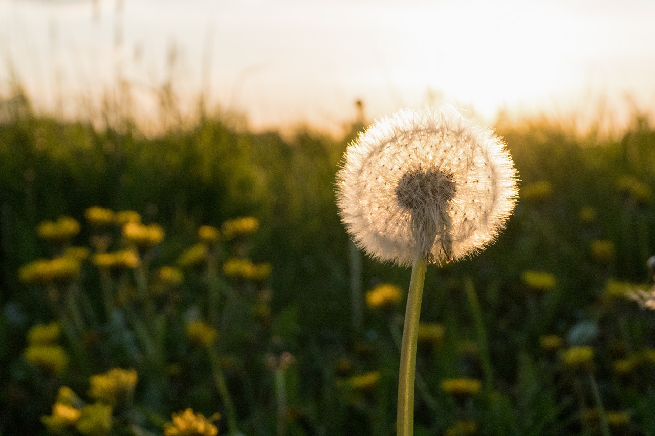 dandelion spring meadow free photo