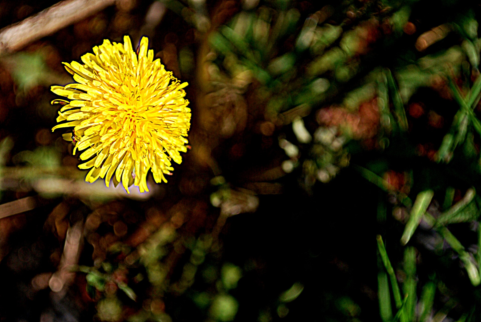 flower weed dandelion free photo