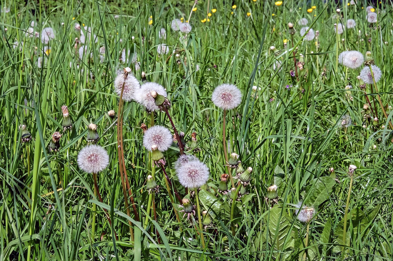 dandelion flower faded free photo