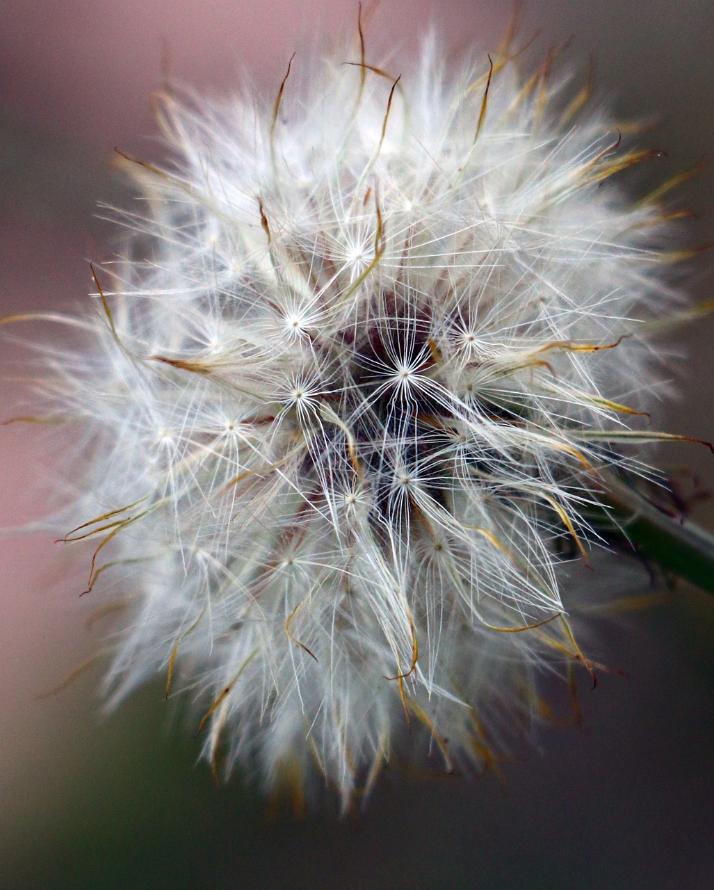 dandelion weed seeds free photo