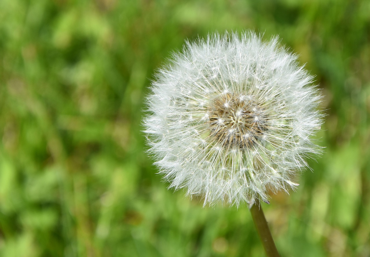 dandelion yellow nature free photo