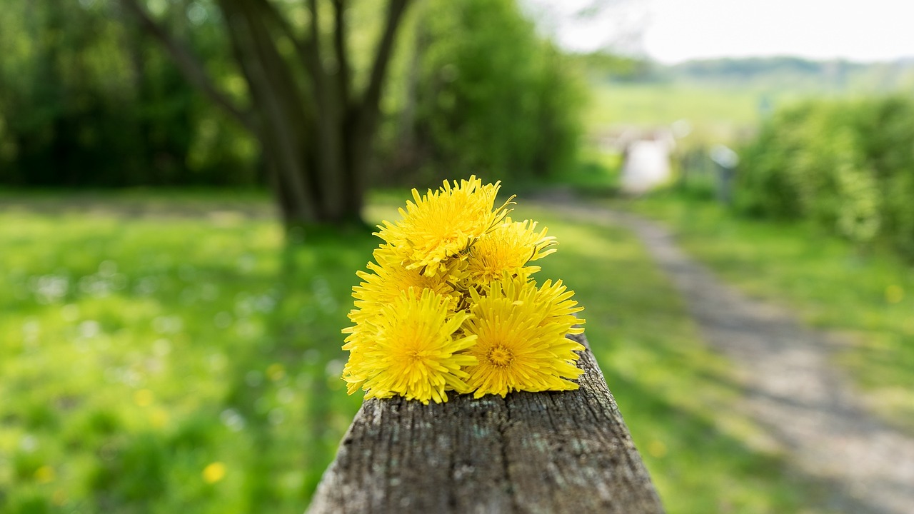 dandelion summer natural plant free photo