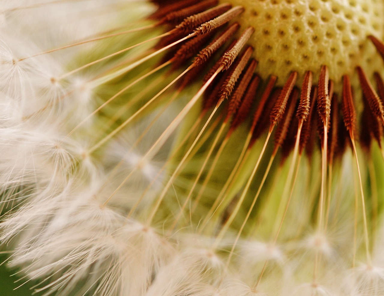 dandelion plant nature free photo