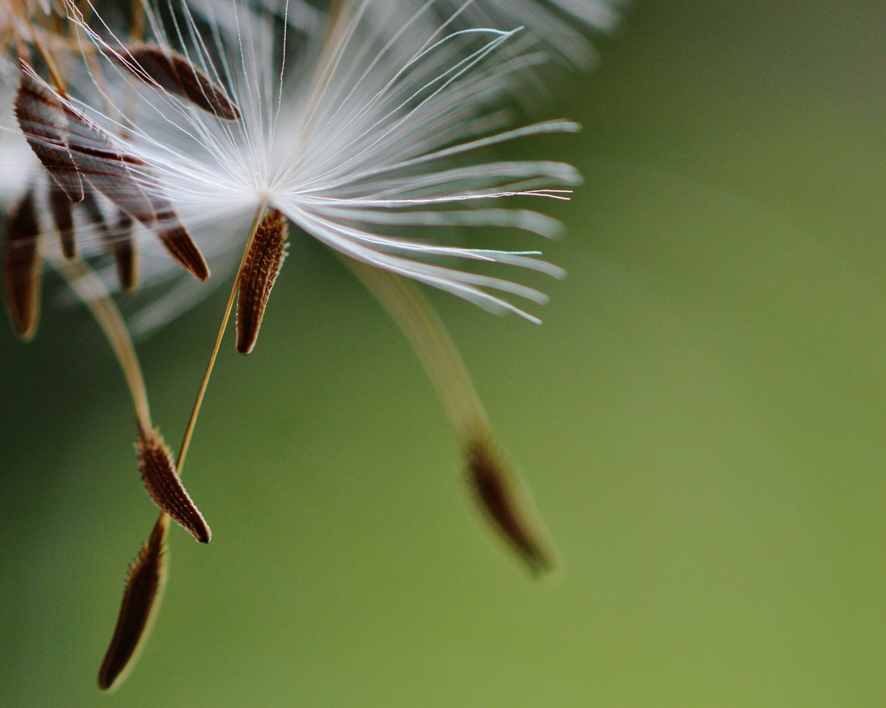 dandelion plant nature free photo