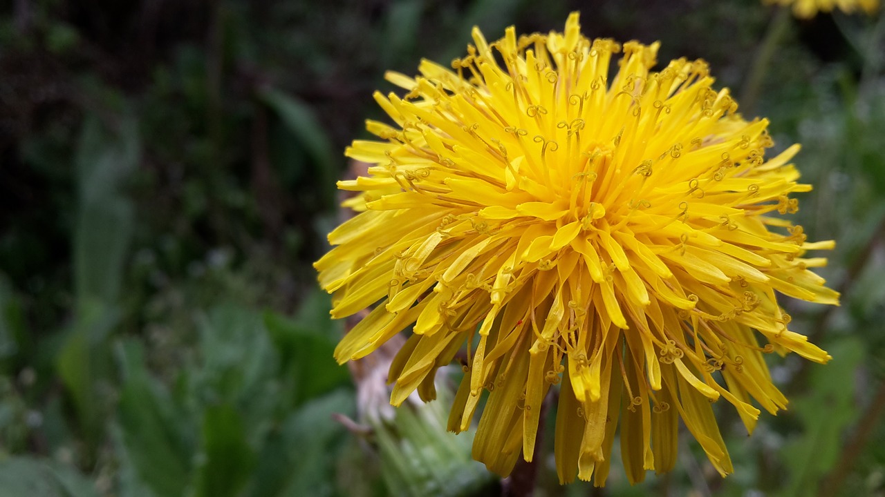 dandelion yellow blossom free photo