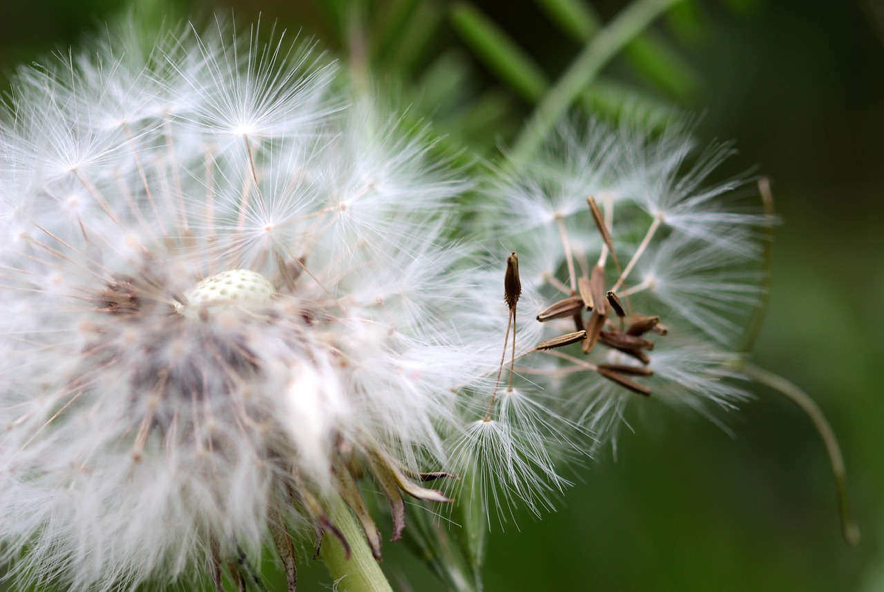 dandelion flying seeds seeds free photo