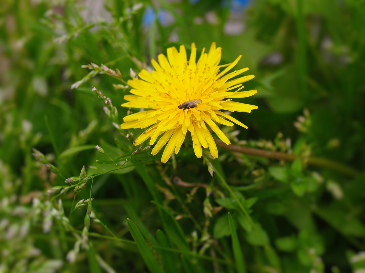 dandelion fly weed free photo